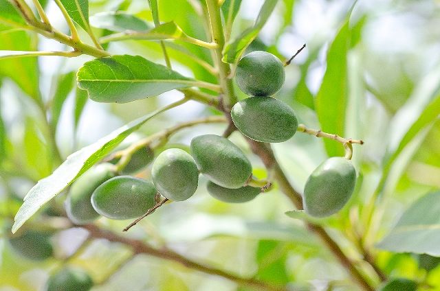 血管若返りに役立つオリーブオイル小豆島の生活習慣がすごい